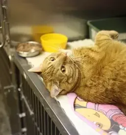 Veterinarska ambulanta prlekija