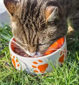 Veterinarske storitve lendava