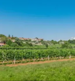 Vino teran primorska