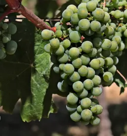 Kvalitetno vinogradarstvo Slovenija