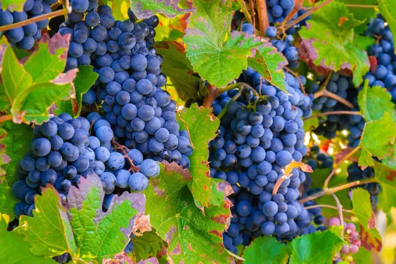 Vinogradstvo Slovenija 