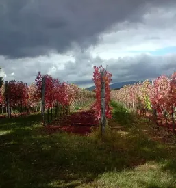 Vrhunska bela vina kras