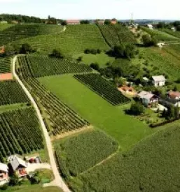 Najboljša bela vina Ptuj