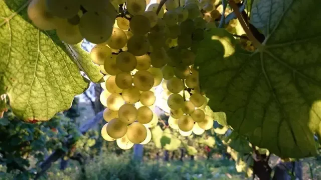 Najboljša vrhunska vina na Dolenjskem