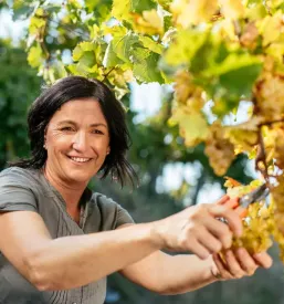 Domača vina Vipavska dolina