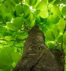 Vrt arboretum slovenija