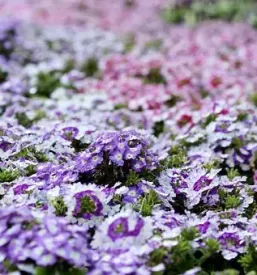 Vrt arboretum slovenija