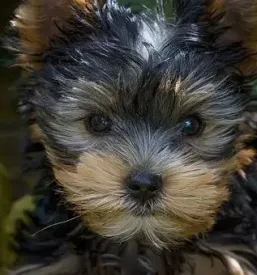 Vzreja yorkshire terrierjev in maltezanov savinjska