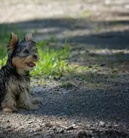 Vzreja yorkshire terrierjev in maltezanov savinjska