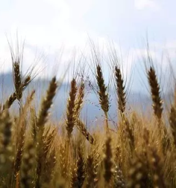 Storitve z gozdarsko in kmetijsko mehanizacijo pomurje