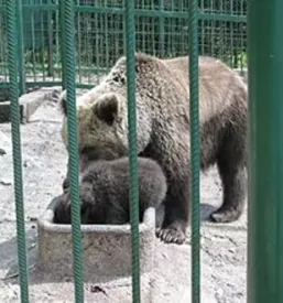 Domača slovenska hrana na Gorenjskem