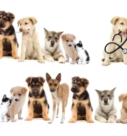 Veterinarska ambulanta maribor okolica