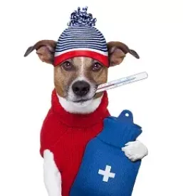 Dober veterinar maribor in okolica
