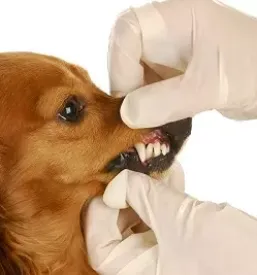 Dober veterinar maribor in okolica