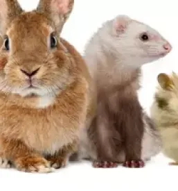 Kvalitetne veterinarske storitve maribor in okolica