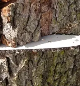 Holzverarbeitung slowenien