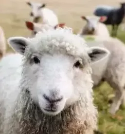 Dobra domaca hrana pohorje
