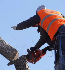 Gozdarske storitve ljubljana okolica