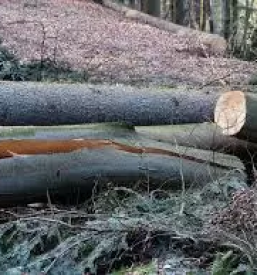 Gozdarstvo posek in spravilo lesa ljubljana okolica