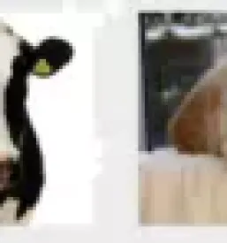 Veterinar Gorenjska