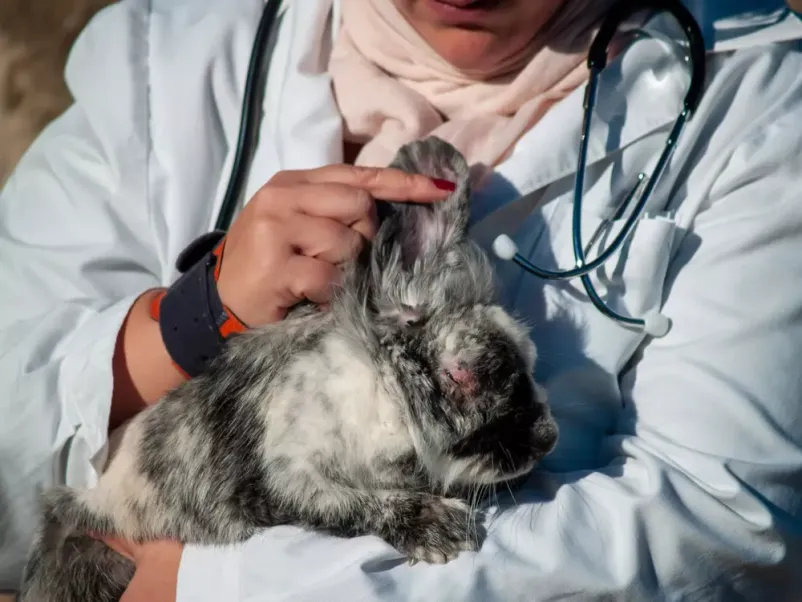 Veterinarska ambulanta na Gorenjskem
