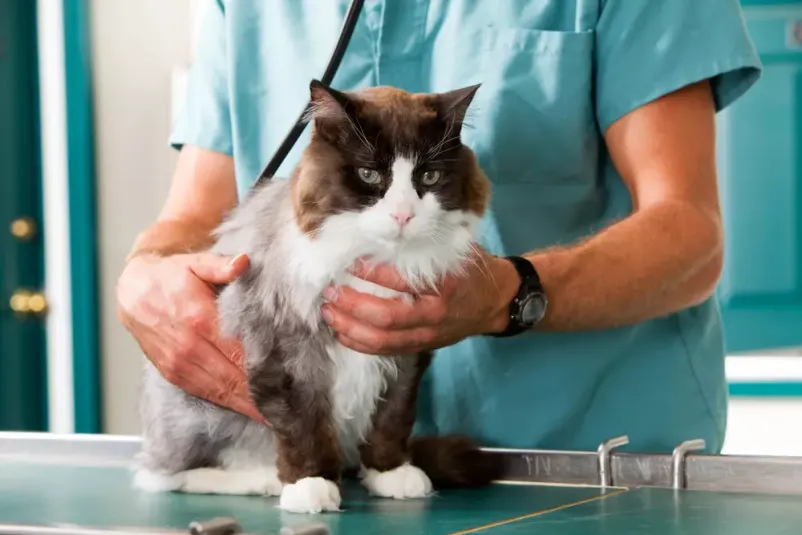 Veterinarska ambulanta za živali Gorenjska