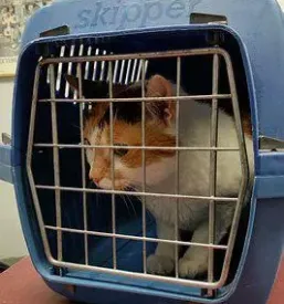 Veterinarsko cepljenje proti steklini