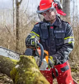 Ugoden posek lesa osrednja slovenija