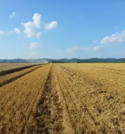 Semena lendava