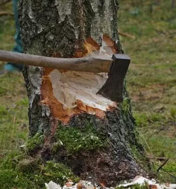 Obrezovanje in podiranje visokih dreves ljubljana in okolica