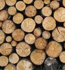 Odkup in prodaja lesa Koroška