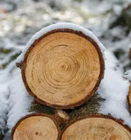 Sečnja in spravilo hlodovine Koroška