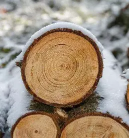 Prodaja rezanega lesa stajerska