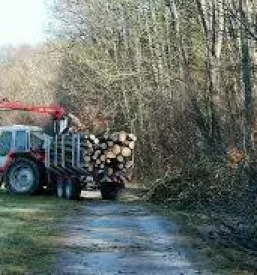 Secnja lesa poljcane