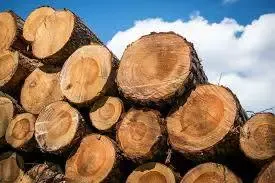 Holzverkauf Savinjska