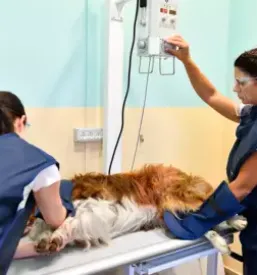 Kvaliteten eterinar v novi gorici in okolici