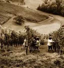 Dobra vina stajerska