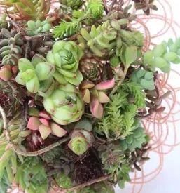Hortikultura