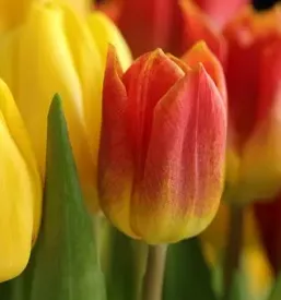 Dobra cvetlicarna pri bobru maribor