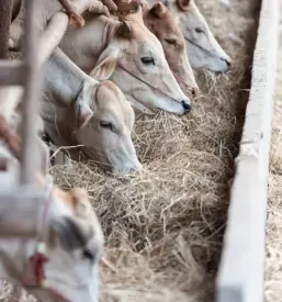 Odkup mleka in živine Posavje
