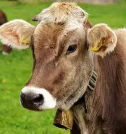 Kvalitetan utovorivac iz Slovenije