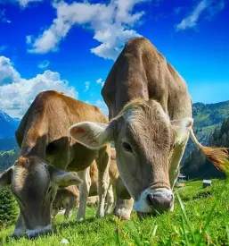Kvalitetan utovorivac iz Slovenije