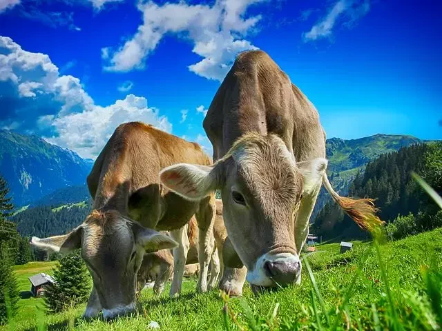 Pomoč pri nakupu plemenske živine
