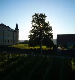 Dobra in vrhunska vina MAROF, Pomurje