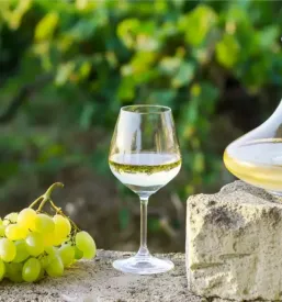 Izleti in degustacije vin stajerska