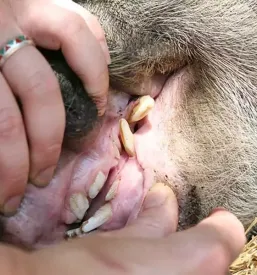 Najboljsa veterinarska postaja osrednja slovenija