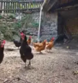 ugodna veterinarska postaja Cerknica