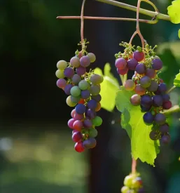 Dobre sobe Goriška Brda
