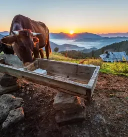 dobra veterina Cerknica