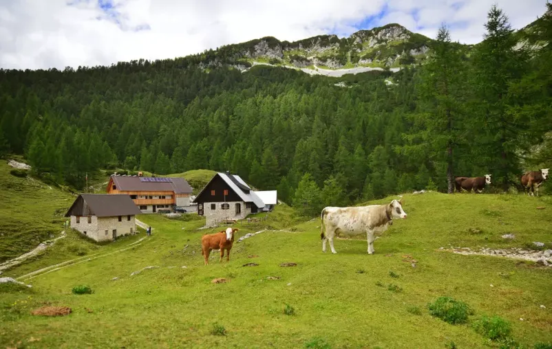 Najem gorske koče na Planini pod Pokljuko